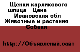Щенки карликового шпица › Цена ­ 12 000 - Ивановская обл. Животные и растения » Собаки   